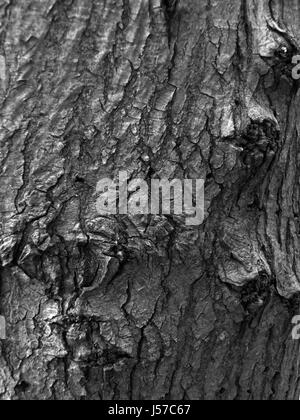 Eiche Rinde mit Rissen und Textur Stockfoto