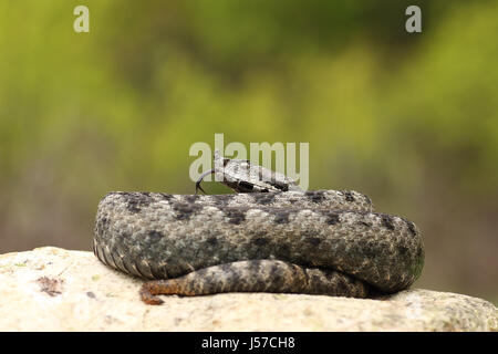 schöne männliche Nase Hornotter auf einem Felsen (Vipera Ammodytes) Stockfoto