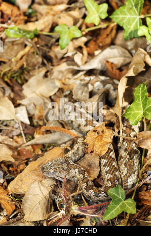 Nase Hornotter getarnt in verblichenen Blättern, natürlichen Lebensraum der gefährlichste europäische Schlange (Vipera Ammodytes) Stockfoto