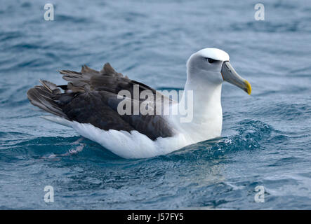 White-capped Albatros (Thalassarche Steadi) auf dem Meer Stockfoto