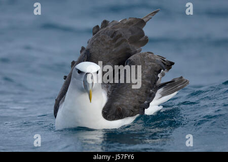 White-capped Albatros (Thalassarche Steadi) auf dem Meer Stockfoto