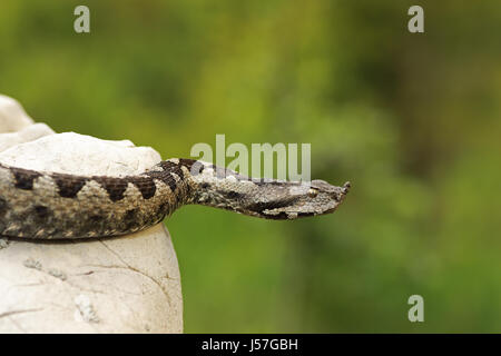 gefährliche Nase Hornotter (Vipera Ammodytes, Nahaufnahme) Stockfoto