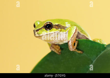 Europäischer Laubfrosch stehend auf einem Blatt (Hyla Arborea) Stockfoto