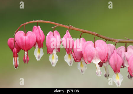 Fukuhara Tränendes Herz Blumen über grün aus Fokus Hintergrund (Dicentra Spectabilis Sy Lamprocapnos Spectabilis) Stockfoto