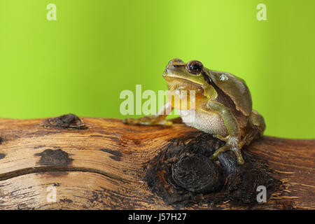 männlicher Laubfrosch singen auf einer hölzernen stumpf (Hyla Arborea) Stockfoto