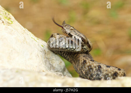 Nose Hornotter auf Stein, Verkostung der Luft mit seiner Zunge (Vipera Ammodytes, die gefährlichste Schlange der Europäischen) Stockfoto