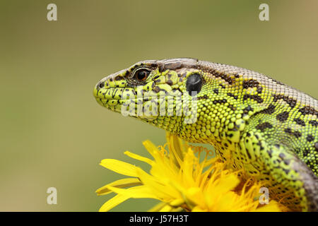 Porträt von Zauneidechse stehend auf gelbe Löwenzahn (Lacerta Agilis, Makroaufnahme) Stockfoto