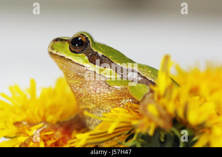 Prinz Frosch im Löwenzahn Blume (Hyla Arborea, der Europäische Laubfrosch und Taraxacum Officinale in voller Blüte) Stockfoto