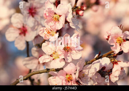 Sakura Blumen in voller Blüte, Detail der bunten Zweig im März Stockfoto