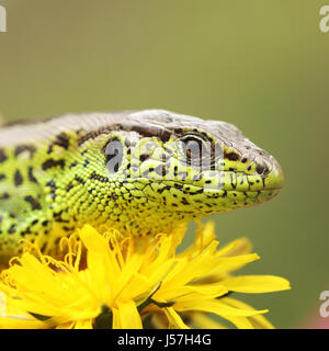 Makroaufnahme der Zauneidechse Aalen auf Löwenzahn Blume (Lacerta Agilis) Stockfoto