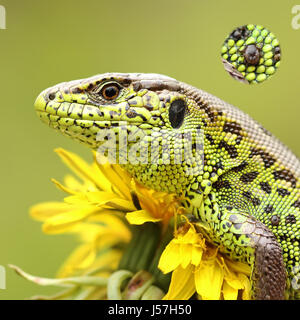 Zecke auf der Haut Zauneidechse (Lacerta Agilis), verbesserte Detail der Arachnid eingefügt zwischen Skalen Stockfoto