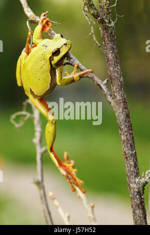 Europäische Grüne Laubfrosch Klettern auf Zweigen (Hyla Arborea) Stockfoto