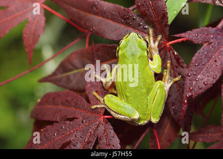 grünen Laubfrosch stehend auf Japanisch Ahornblatt (Hyla Arborea) Stockfoto