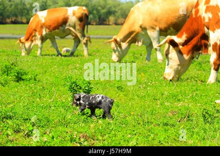 Nutztiere Stockfoto