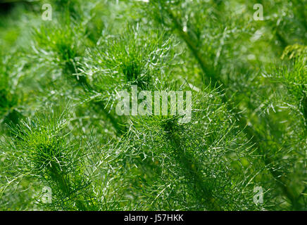Grünpflanzen Hintergrund. Close-up. Schrägen Gestell. Stockfoto