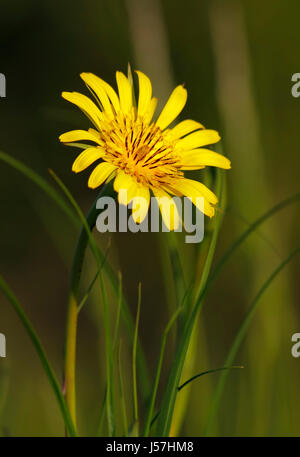 Wiese Schwarzwurzeln Blume hautnah. Europa, Polen, Heilige-Kreuz-Gebirge. Stockfoto