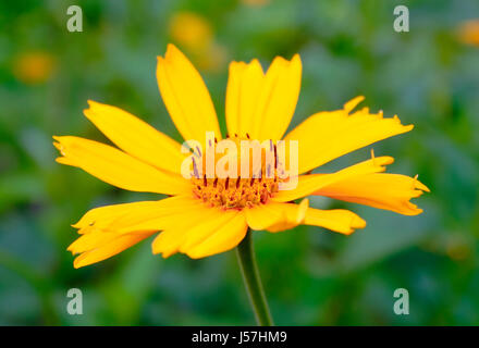 Nahaufnahme der Blütenstand Pflanze aus der Familie Asteraceae (Compositae) auf unscharfen Hintergrund Stockfoto