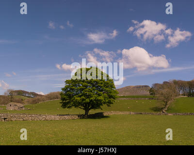 Blick zum Pen-y-Gent eine fiel in den Yorkshire Dales National Park einer der Yorkshire drei Gipfeln Horton in Ribblesdale North Yorkshire Großbritannien G Stockfoto