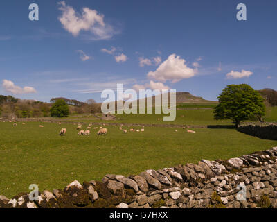 Blick zum Pen-y-Gent eine fiel in den Yorkshire Dales National Park einer der Yorkshire drei Gipfeln Horton in Ribblesdale North Yorkshire Großbritannien G Stockfoto