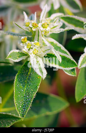 Nahaufnahme des blühenden Snow-on-the-mountain (Euphorbia Marginata) Stockfoto
