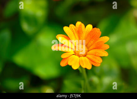 Nahaufnahme der Ringelblume (Calendula Officinalis) Blume mit Wasser Tau. Geringe Schärfentiefe. Stockfoto
