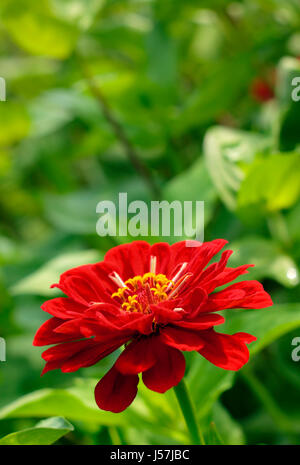 Close-up Tagetes Blume (Ringelblume, mexikanische Ringelblumen). Kopieren Sie Raum über Blume. Stockfoto