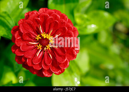 Close-up Tagetes Blume (Ringelblume, mexikanische Ringelblumen) von oben. Platz auf der rechten Seite zu kopieren. Stockfoto