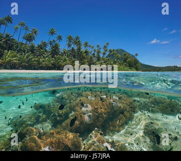 Über unter der Meeresoberfläche in der Lagune nahe dem Ufer einer Insel mit Kokospalmen und Seeanemonen mit tropischen Fischen unter Wasser, Französisch-Polynesien Stockfoto