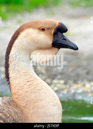 Porträt einer inländischen Schwan Gans (Anser Cygnoides) vor einem unscharfen Hintergrund Stockfoto