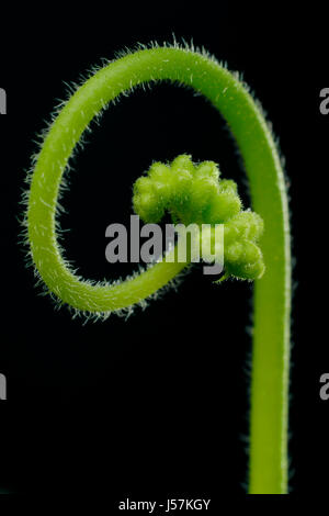 Nahaufnahme der Sonnentau (Drosera Capensis) Blütenstiel mit Knospen über schwarz. Stockfoto