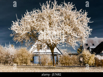 Einzigen blühenden Kirschbaum im Infrarot-Ansicht Stockfoto