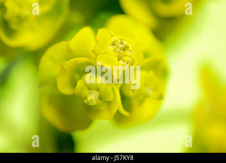 Nahaufnahme Foto von einem Blütenstand Zypressen-Wolfsmilch (Euphorbia Cyparissias) Stockfoto