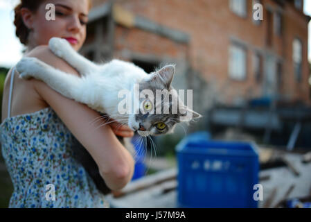 Junge Frau Holding Scottish straight Kurzhaarkatze. Stockfoto