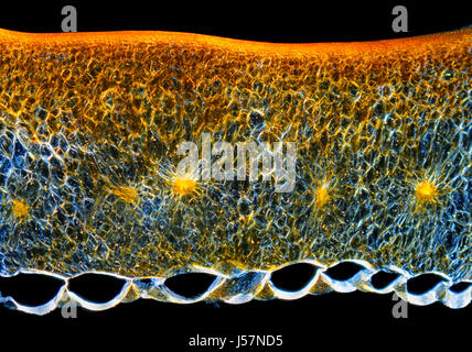 Mikroskopische Ansicht eines Chili-Pfeffer (Capsicum Annuum) Obst Perikarp Querschnitts. Polarisiertes Licht, gekreuzte Polarisatoren. Stockfoto