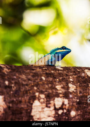 Nha Trang, Vietnam - 31. März 2016: Blau crested Eidechse auf einem Baumstamm in Nha Trang, Vietnam Stockfoto