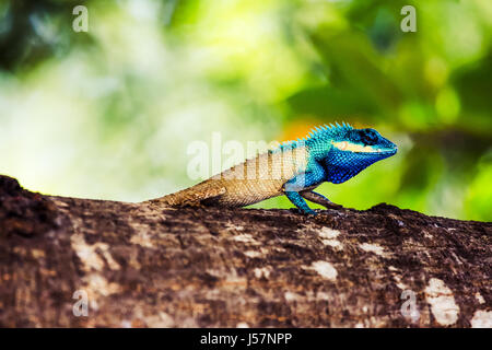 Nha Trang, Vietnam - 31. März 2016: Blau crested Eidechse auf einem Baumstamm in Nha Trang, Vietnam Stockfoto