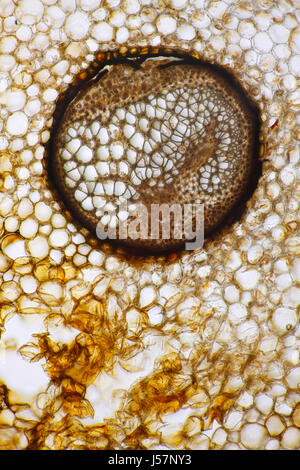 Mikroskopische Ansicht der Wurmfarn (Dryopteris Filix-Mas) Vascular Bundle. Wedel stammen Querschnitt. Hellfeld-Beleuchtung. Stockfoto