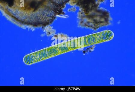 Mikroskopische Ansicht der junge grüne Algen (Spirogyra) Zellen. Rheinberg Ablichtung. Stockfoto