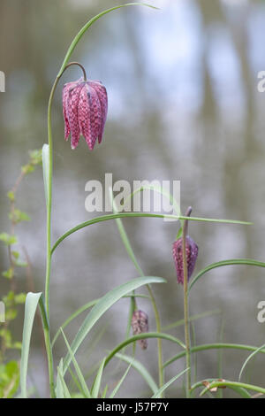 Fritillaria Meleagris auf einer englischen Wiese. Snakeshead fritillary Stockfoto