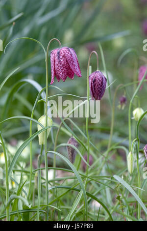 Fritillaria Meleagris auf einer englischen Wiese. Snakeshead fritillary Stockfoto