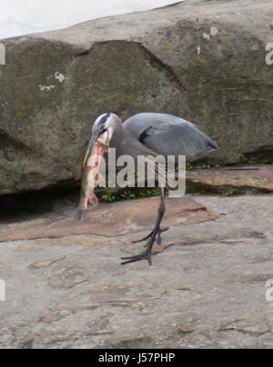 Blaue Reiher (Ardea Herodias) Essen Stockfoto