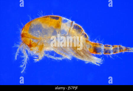 Mikroskopische Ansicht von Süßwasser Copepoden (Cyclops). Seitenansicht. Rheinberg Ablichtung. Stockfoto