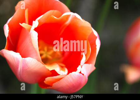 Tulpen. Nahaufnahme von Mischung, viele verschiedene Multi farbige bunte holländische Tulpen in einem Garten von Österreich, Salzburg Stockfoto