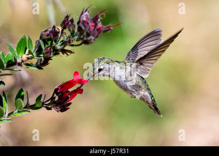 Annas Kolibri Stockfoto