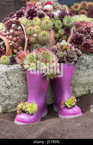 Sempervivum Pflanzen in Kinder Wellington boots auf einem Display an eine Blume-Show. UK Stockfoto