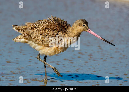 Marmorierte godwit Stockfoto