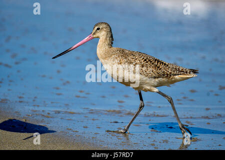 Marmorierte godwit Stockfoto