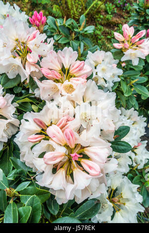 Eine Makroaufnahme von weißen und rosa Rhododendron blüht. Hintergrund oder Textur. Stockfoto