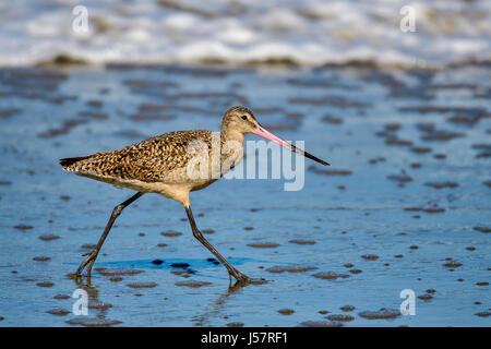 Marmorierte godwit Stockfoto