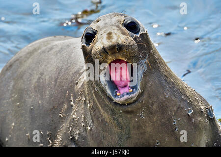 Nördlichen See-Elefanten Stockfoto